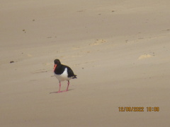 Haematopus longirostris