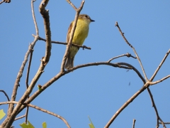 Microeca flavigaster