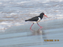 Haematopus longirostris