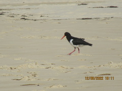 Haematopus longirostris