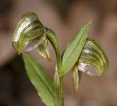 Pterostylis sanguinea
