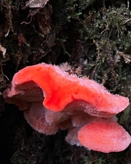 Aurantiporus pulcherrimus