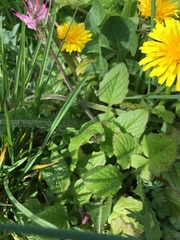 Toxomerus vertebratus