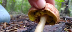 Aureoboletus auriporus