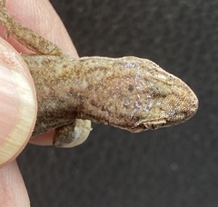 Gehyra variegata
