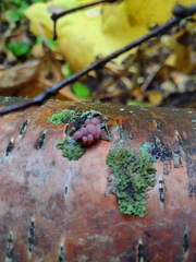 Ascocoryne sarcoides