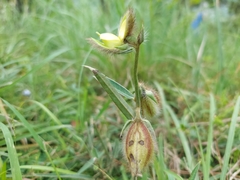 Crotalaria calycina