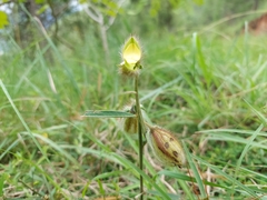 Crotalaria calycina