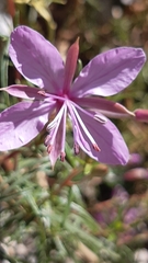 Chamaenerion dodonaei