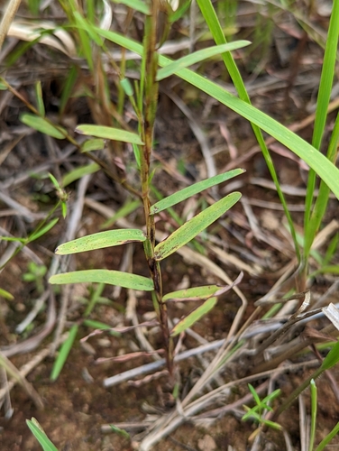 Schizachyrium brevifolium iNat (1)