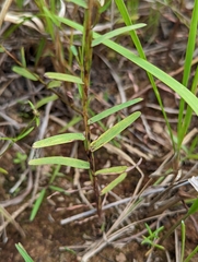 Schizachyrium brevifolium