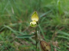 Crotalaria calycina