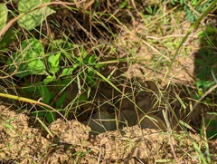 Schizachyrium brevifolium