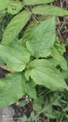 Galinsoga parviflora