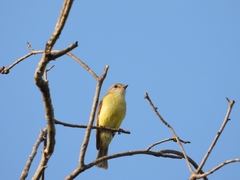 Microeca flavigaster