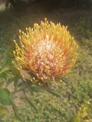 Leucospermum × hybridum