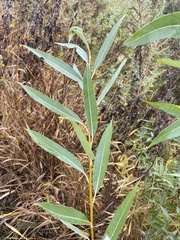 Salix euxina