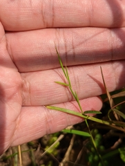 Schizachyrium brevifolium