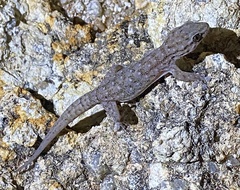 Gehyra variegata