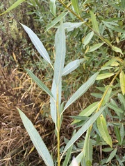 Salix euxina