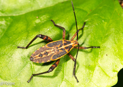 Physomerus grossipes