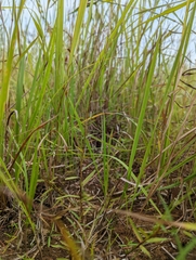 Schizachyrium brevifolium