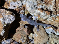 Gehyra variegata