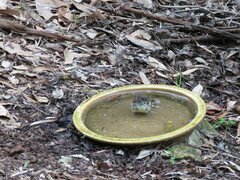 Sericornis maculatus