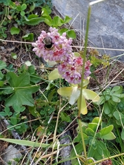 Hylotelephium anacampseros