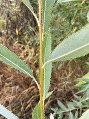 Salix euxina