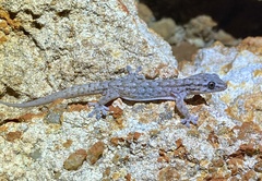 Gehyra variegata
