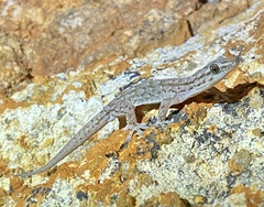 Gehyra variegata