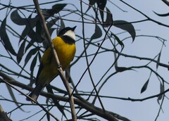 Pachycephala pectoralis