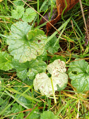 Puccinia glechomatis