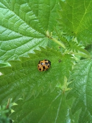 Ceratomegilla notata