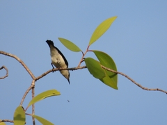 Cissomela pectoralis