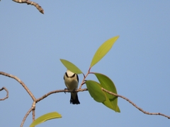 Cissomela pectoralis
