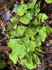 Lobariaceae