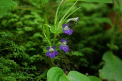 Gesneriaceae