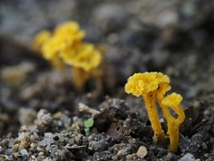 Pterygellus armeniacus