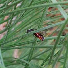Ibalia leucospoides