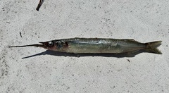 American Halfbeak photo 3