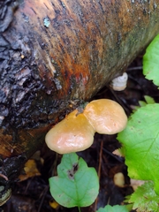 Tapinella panuoides