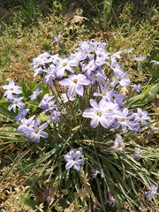 Ipheion uniflorum