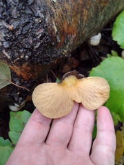 Tapinella panuoides