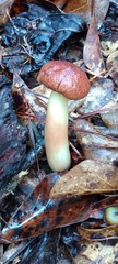 Aureoboletus auriporus