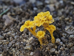Pterygellus armeniacus