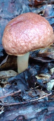 Aureoboletus auriporus