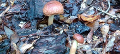 Aureoboletus auriporus