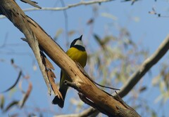 Pachycephala pectoralis
